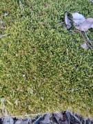 Naturalny mech do dekoracji 150g