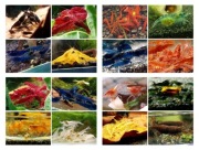 Krewetki 20szt do akwarium (16 odmian barwnych)