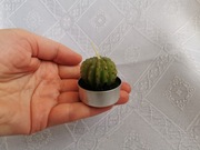Świeczka kaktus tealight zielona świeczka dekoracyjna