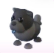Black Chow Chow - Adopt Me Roblox