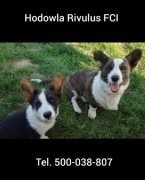Corgi Cardigan suczka- 27 lat hodowli Rivulus FCI ZKwP 