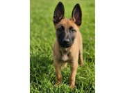 Owczarek belgijski malinois pies