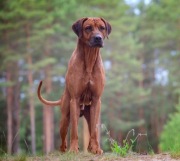 Rhodesian Ridgeback szczenięta LKF/FCI