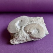 Skamieniałość - 2 amonity lissaceratoides