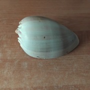 Muszle morskie duże i mniejsza Kolekcja