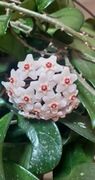 Hoya sadzonka  do ukorzenienia
