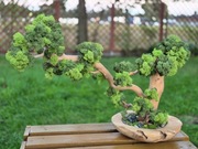 Drzewo XXL Bonsai Mech Chrobotek Dekoracja Długowieczne Dom Prezent