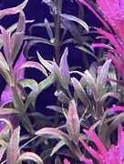 Limnophila Belem Variegated, sadzonka ok. 10 cm, hodowla podwodna