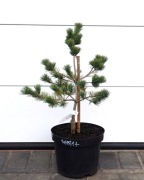 SOSNA DROBNOKWIATOWA FLOPPY JOE * DUŻY OKAZ * RARYTAS 