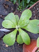 Prymula auricula Curry Blend