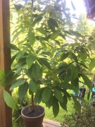 Awokado piękna roślina, drzewko do salonu