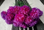 Chryzantema fioletowa 