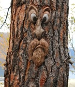 Dekoracja na drzewo-straszna twarz.
