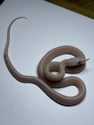 Wąż zbożowy Ultramel Anery Motley Pinstripe Scaleless