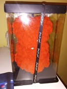 Misiek czerwony walentynkowy 