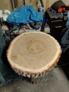 Krążek dębowy 55cm średnica,8cm grubości 