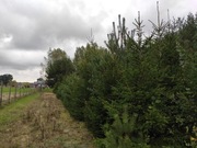 Choinki - każdy wymiar i wysokość 50 pln