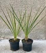 Juka ogrodowa. Do zamówienia powyżej 10sztuk 2sztuki gratis !