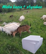 Mleko kozie 3l + Styrobox Smart