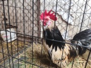 Porządne koguciki Czwerek – zahartowane, gotowe do nowego domu