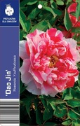 Piwonia drzewiasta Dao jin