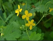 Jaskółcze ziele 10 szt 