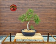Sosna czarna materiał na Bonsai ok 54 cm w donicy