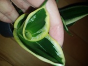 Sansevieria sansewieria hahnii honey boney 