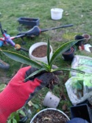 sansewieria sansevieria friends Kirkii