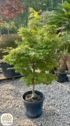 Acer palmatum Osakazuki, Sangokaku, Red Flash, Klon palmowy, 140-160cm