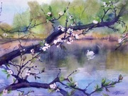 „Swan on the lake” akwarela, papier 300x400 mm