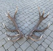 Poroże jelenia szlachetnego 