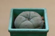 Kaktus Lophophora williamsii 