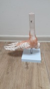 Model anatomiczny stawu skokowego z więzadłami w skali 1:1