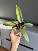 Philodendron Strawberry Shake