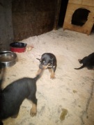 Szceniaki gończe włosko słowackie