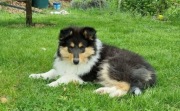 Owczarek Szkocki Collie ZKwP/FCI - Tricolor