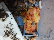 Porcellio laevis “Dairy Cow” – isopody w krowie łatki!