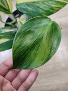 Rhaphidophora Decursiva Variegata - szczyt do samodzielnego ukorzenienia