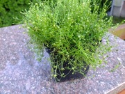 Karmnik ościsty zielony w doniczce p9