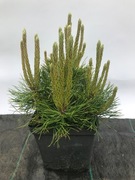 Sosna górska kosodrzewina Pumilio . Piękna sadzonka .