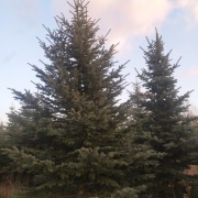 Choinka świerk srebrny 450-750cm  DUŻY 