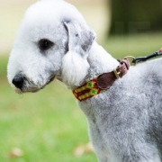 Colourful mexican dog collar, unique handcraft, S
