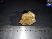 3. Koralowiec (b. rzadki) Bukowa okaz kolekcjonerski Polska naturalny