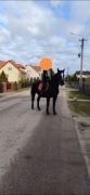 Klacz śląska źrebna pełne pochodzenie