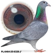 Samiec Schalie po Oryg. A&W Drapa Mocny Inbred Pokerface 12x1 konk