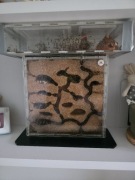  Fornikarium z  Camponotus nicobarensis