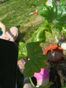philodendron little hope