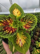 Koleus - Coleus Stainted Glassworks Spacecake