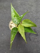 Hoya sp. Wietnam (polyneura complex) - sadzonka ukorzeniona